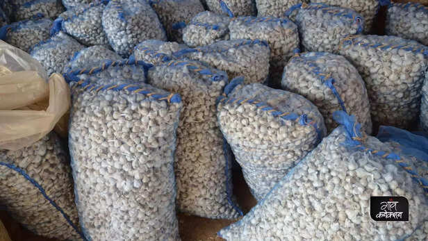 357757-status-of-garlic-cultivation-government-lok-sabha-garlic-cultivation-area-production-2