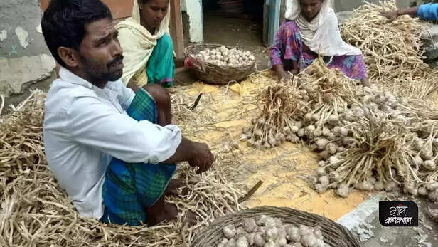 357758-status-of-garlic-cultivation-government-lok-sabha-garlic-cultivation-area-production-3