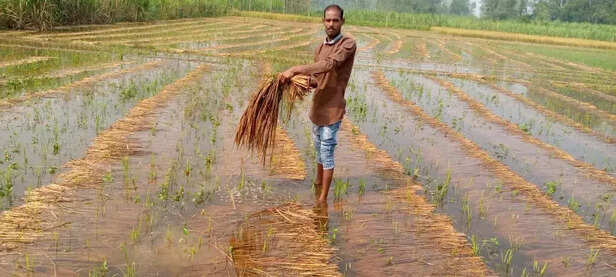 356347-crop-loss-farm-sucide