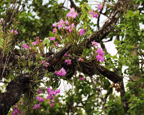 358922-358845-4-orchid-in-similipal-1-scaled