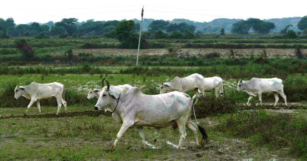 355030-mp-cow-flood-scaled