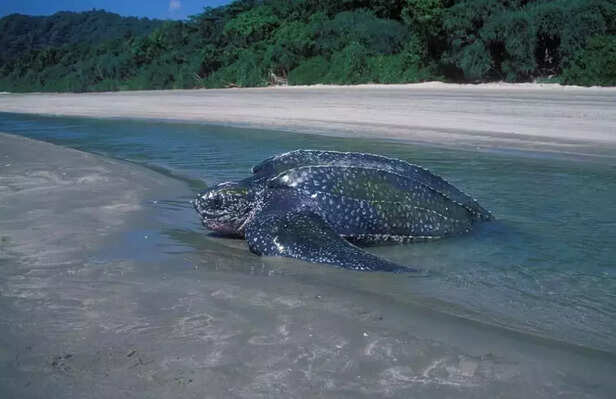 365305-leatherback-turtle-galathea-bay-wildlife-sanctuary-northern-indian-ocean-national-marine-turtle-action-plan-2