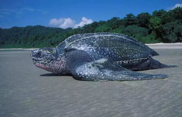 365307-leatherback-turtle-galathea-bay-wildlife-sanctuary-northern-indian-ocean-national-marine-turtle-action-plan-1
