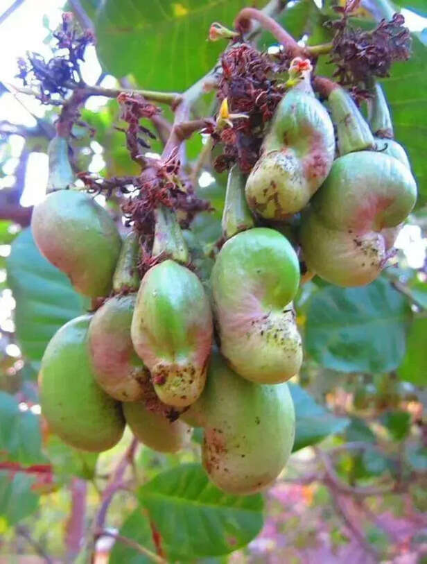 352662-cashew-farming-in-india-5