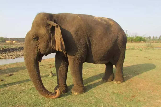 353795-story-and-latest-photo-of-worlds-oldest-female-elephant-vatsala-of-panna-tiger-risevers-park-mp