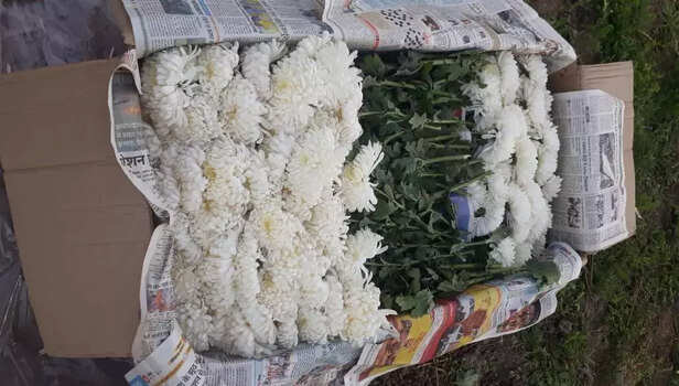 352708-corona-impact-flower-farming-gaon-connection-2