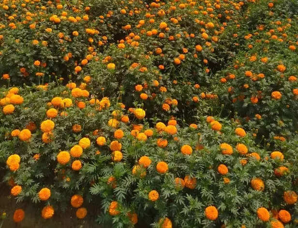 352707-corona-impact-flower-farming-gaon-connection-7