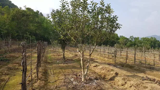353713-apple-farming-in-champhai-mizoram-ukhrul-manipur-northeast-state-csir-ihbt-2
