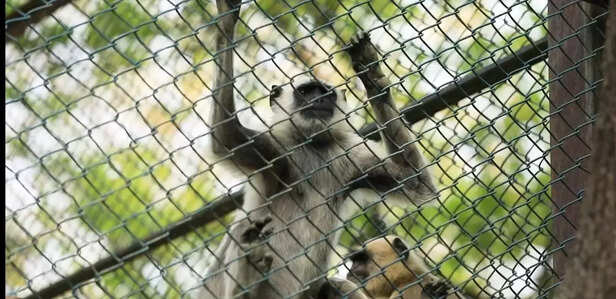 354009-whatsapp-image-2021-06-19-at-204459