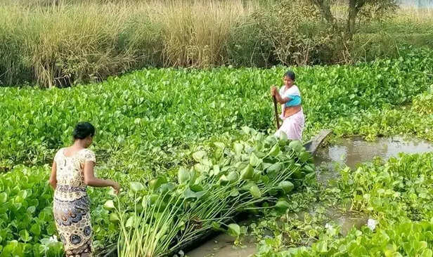 353108-water-hyacinth-products-assam-gaon-connection-1
