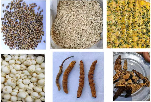 366616-gaon-connection-travel-himachal-pradesh-7