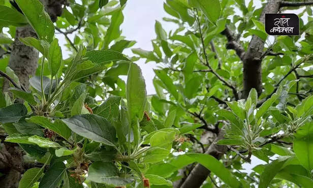 365200-jammu-kashmir-climate-change-weather-agriculture-horticulture-chillai-kalan-heatwave-global-warming-2