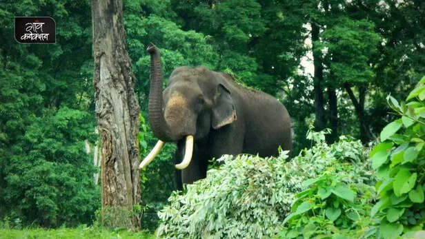354847-chhattish-human-elephant-conflict-forest-department-paddy-wild-elephant-2
