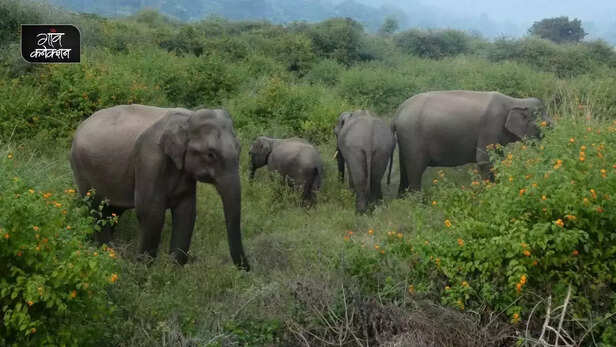 354849-chhattish-human-elephant-conflict-forest-department-paddy-wild-elephant-1