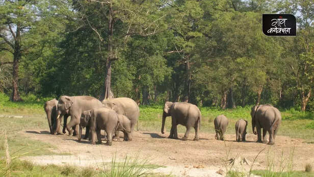 354850-chhattish-human-elephant-conflict-forest-department-paddy-wild-elephant-4