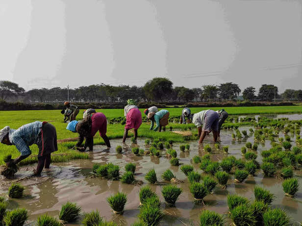 354851-paddy-chhattisgarh-scaled