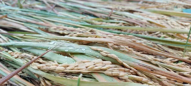356076-paddy-crop-damaged-in-up-due-to-heavy-rains