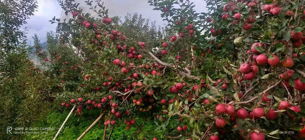 355204-apple-in-himachal-pradesh