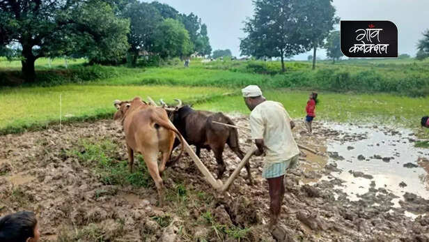 355095-tihaiya-farmers-madhya-pradesh-tribal-farmer-debt-agriculture-farming-1