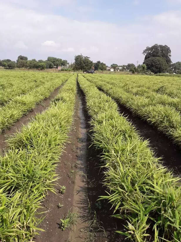 353703-whatsapp-image-2021-06-10-at-113930