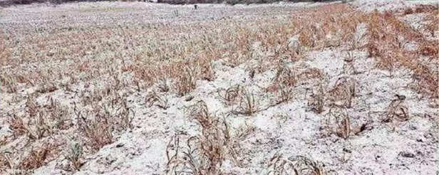 355120-crop-rajasthan-drought