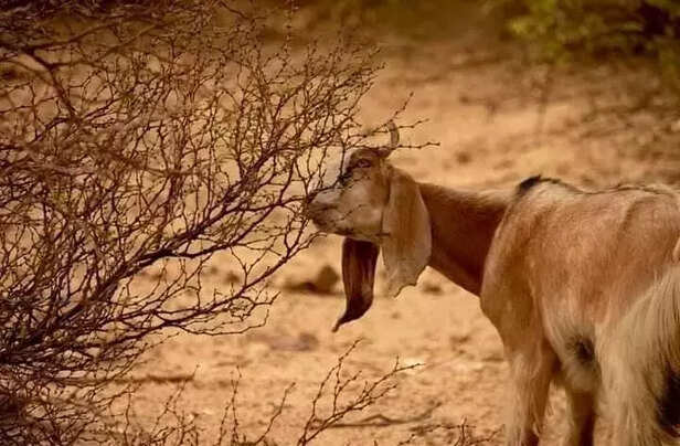 355121-animal-in-drougt-fodder-in-rajasthan