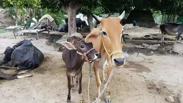 354418-whatsapp-image-2021-07-16-at-111426