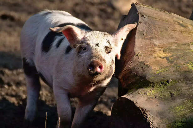 353641-african-swine-fever-mizoram-1