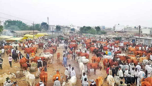 352753-cattle-mkt-gangakher-ajit-singh-mirdhe