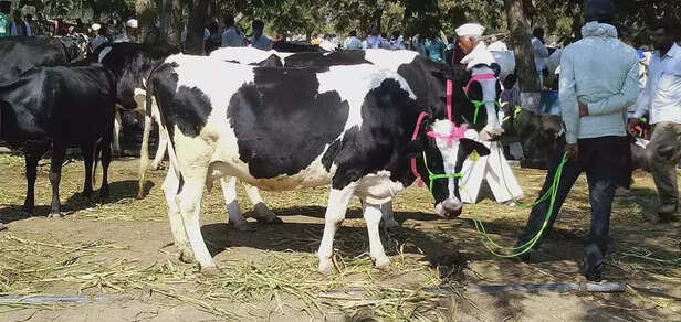 352754-cattle-mkt-vishal-gorpade