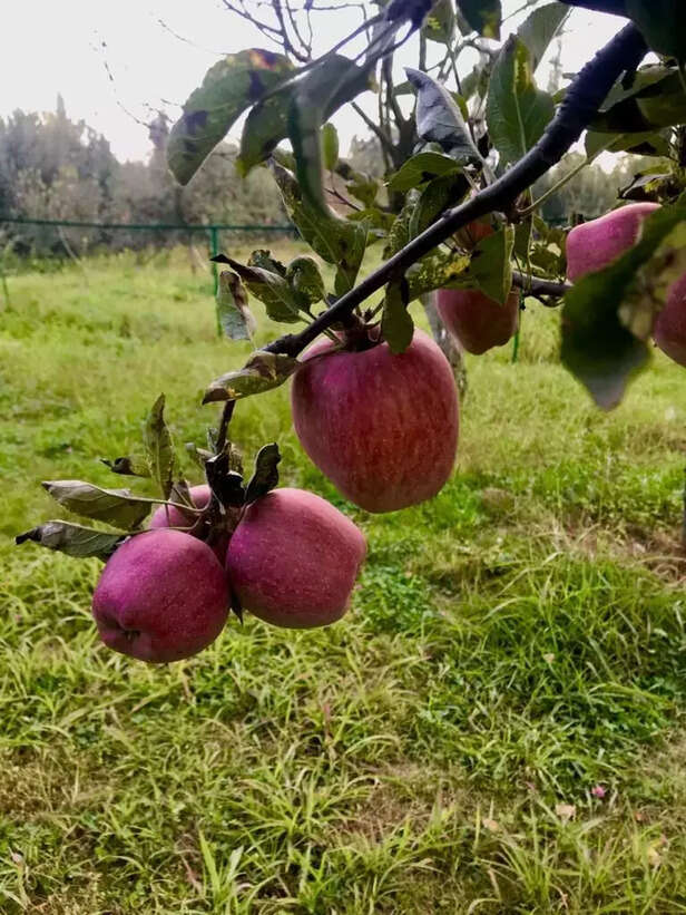 352491-whatsapp-image-2021-04-13-at-200723