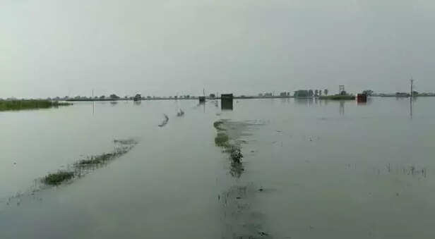 354768-farmers-do-not-get-the-benefit-of-crop-insurance-scheme-in-waterlogged-areas