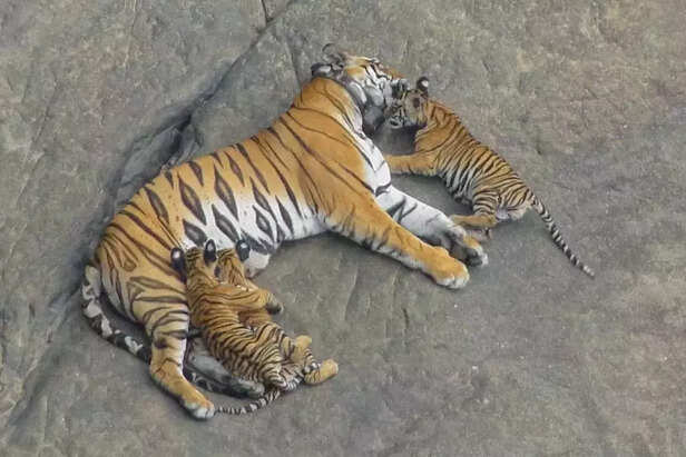 354393-t1-ii-litter-2