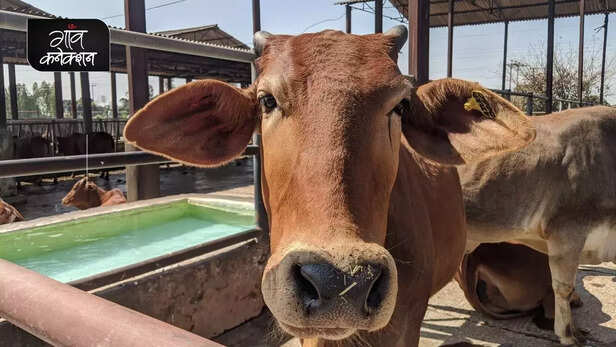 355334-national-animal-cow-allahabad-high-court-stray-cattle-farmers-crop-gaushala-gaon-connection-10