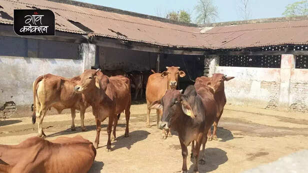 355335-national-animal-cow-allahabad-high-court-stray-cattle-farmers-crop-gaushala-gaon-connection-12