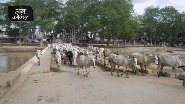 355336-national-animal-cow-allahabad-high-court-stray-cattle-farmers-crop-gaushala-gaon-connection-4