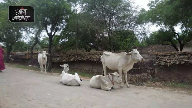355338-national-animal-cow-allahabad-high-court-stray-cattle-farmers-crop-gaushala-gaon-connection-9