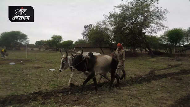 355339-national-animal-cow-allahabad-high-court-stray-cattle-farmers-crop-gaushala-gaon-connection-7