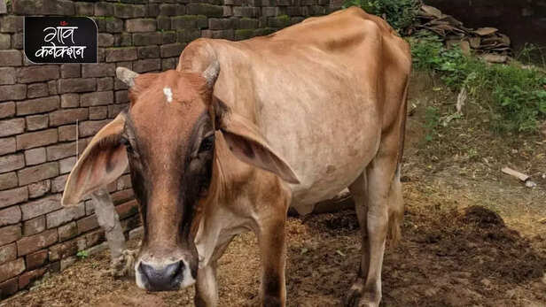 355341-national-animal-cow-allahabad-high-court-stray-cattle-farmers-crop-gaushala-gaon-connection-3