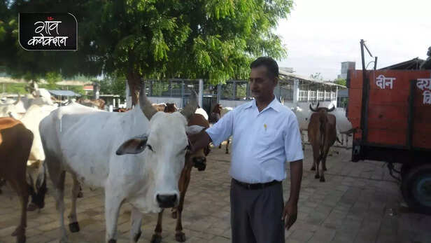 355343-national-animal-cow-allahabad-high-court-stray-cattle-farmers-crop-gaushala-gaon-connection-5