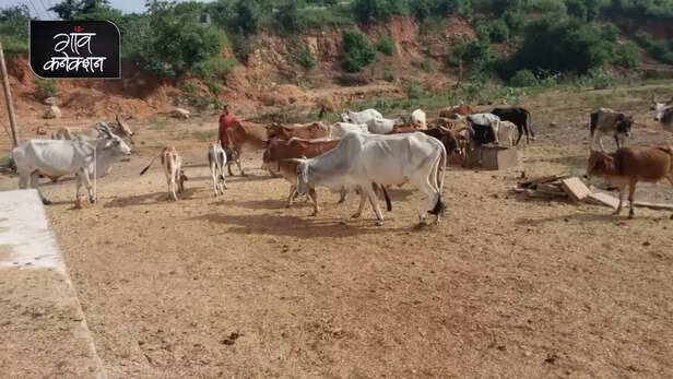 355344-national-animal-cow-allahabad-high-court-stray-cattle-farmers-crop-gaushala-gaon-connection-2