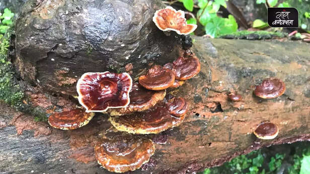 362784-matheran-hill-station-maharashtra-rain-mountain-forest-tourist-attractions-sahyadri-hills-7