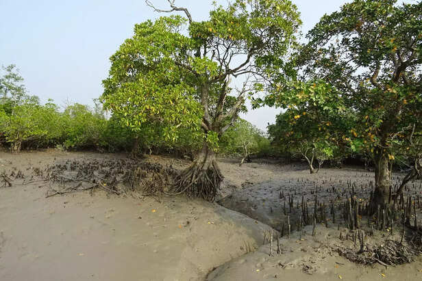 360803-mangrove-forest-india-sundarbans-india-moes-moefcc-nss-ndma-climate-change-ecosystem-marine-unfccc-unesco-ramsar-convention-wwf