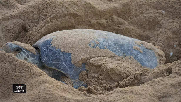 358628-odisha-olive-ridley-sea-turtle-gahirmatha-beach-endangered-turtles-reptiles-2