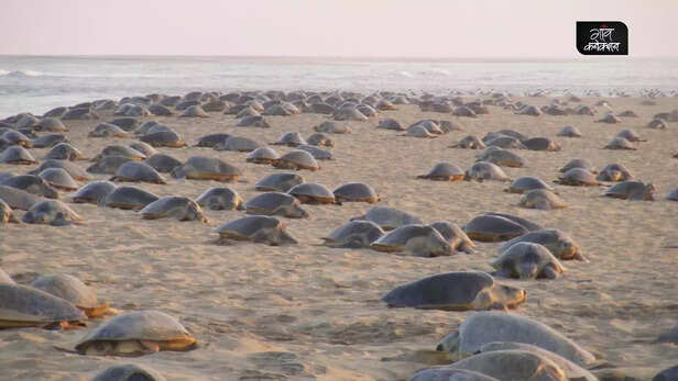 358630-odisha-olive-ridley-sea-turtle-gahirmatha-beach-endangered-turtles-reptiles-3