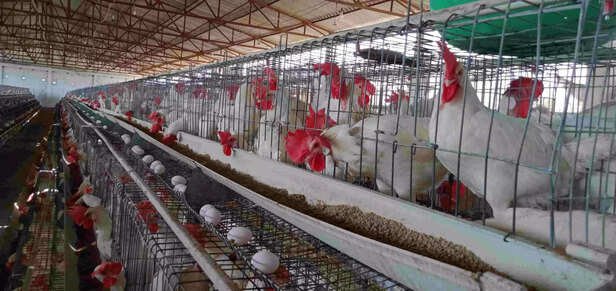 352425-poultry-farming-india-4-scaled
