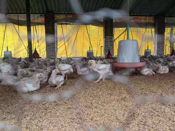 352428-poultry-farming-india-1-scaled