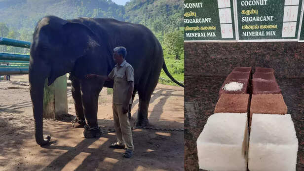 365297-the-elephant-whisperers-top-slip-coimbatore-tamil-nadu-kumki-elephant-stories-2