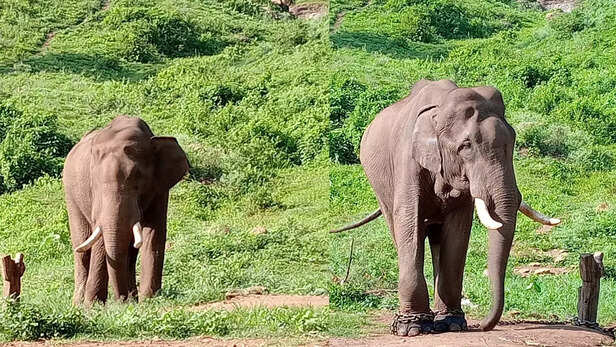 365298-the-elephant-whisperers-top-slip-coimbatore-tamil-nadu-kumki-elephant-stories-3