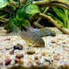 Perfect Substrate for Corydoras: Creating a Happy and Healthy Home for Your Bottom Feeders